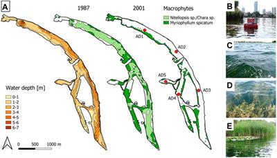 Macrophyte habitat architecture and benthic-pelagic coupling: Photic habitat demand to build up large P storage capacity and bio-surface by underwater vegetation